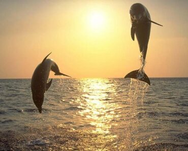 Enjoy a Sunset Dolphin Cruise